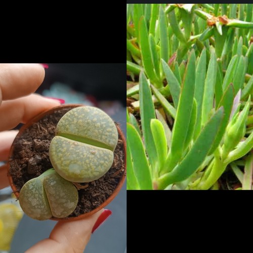Carpobrotus sin raíz - 10, 1