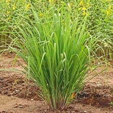 400 semi Cymbopogon citronella