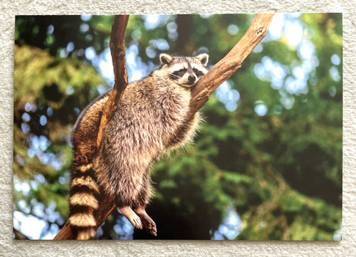 Cartolina procione orso - 1,