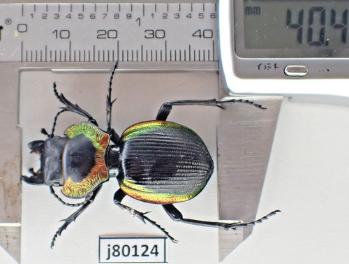 J80124 insetti carabidae - j80124.,