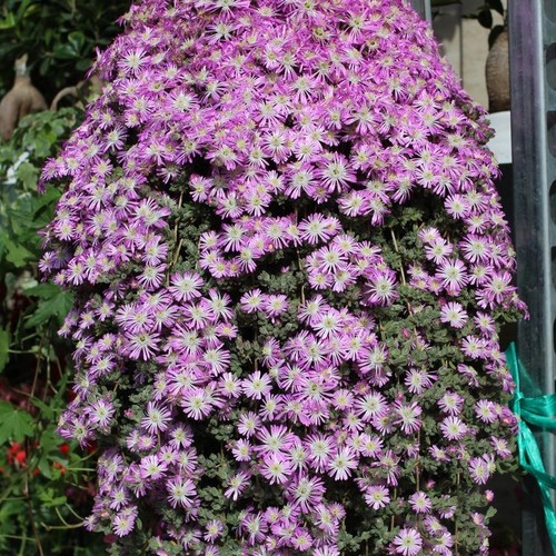 Pianta barba giove - di,