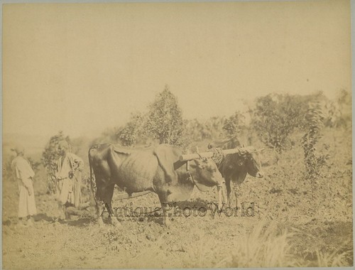 Egitto contadino con toro - ox,