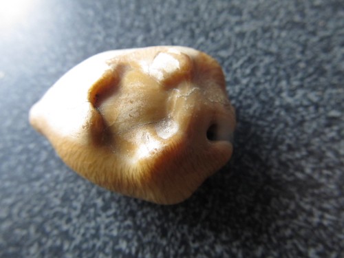 Fossil shell cowry cypraea - fossil,