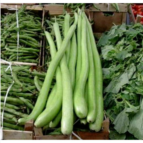 Zucca lunga serpente - zucca,