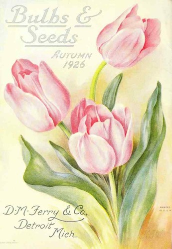Semi bulbi stampa 19126 - semi, di