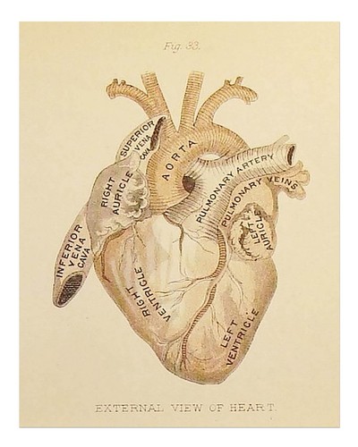 Vintage cuore anatomico arte