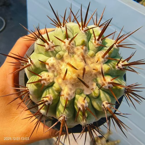 Sale rare cacti copiapoa - rare,