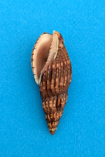 Lyria solangeae 59,2 mm f+++ Fort Dauphin Madagascar " RARE "