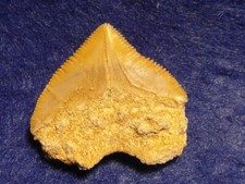 DENTE DI SQUALO SQUALICORAX PRISTODONTUS  - CRETACEO - KHORIBGA - MAROCCO