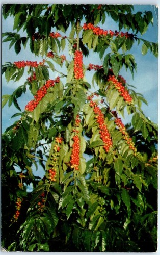Cartolina pianta caffè - pianta,
