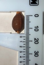 CONCHIGLIA CYPRAEA STAPHILEA