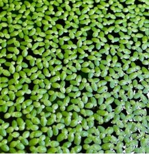 Lemna Minor,Piante galleggianti,Pianta acquario Laghetto,Lenticchia D'acqua 