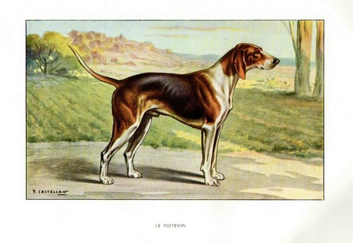 Primi del 900 cane - cane, caccia