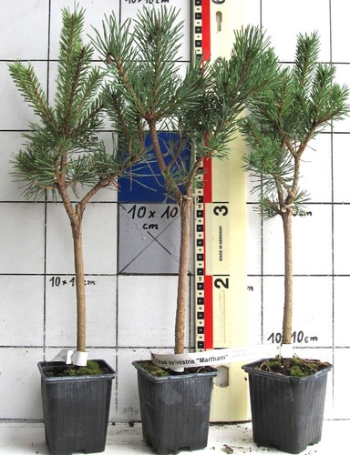 Pinus sylvestris martham su - pinus,