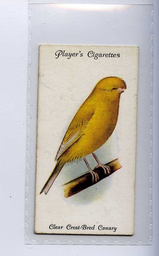 John players aviary - john, players,aviary
