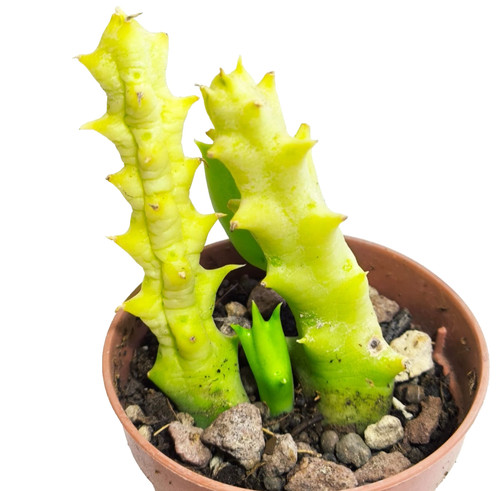Orbea semota var lutea vaso - semota,