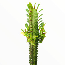 Euphorbia trigona 'African