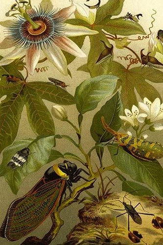 Stampa poster fiore - , della
