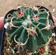 Rara pianta succulenta