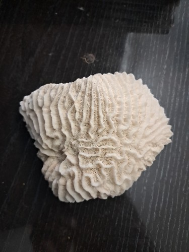 Corallo bianco fungo - bianco, a