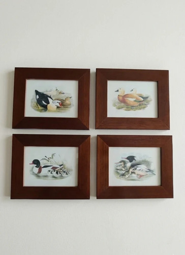 Quattro quadri con stampe - , di