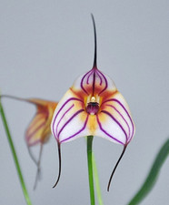 Orchidea Masdevallia