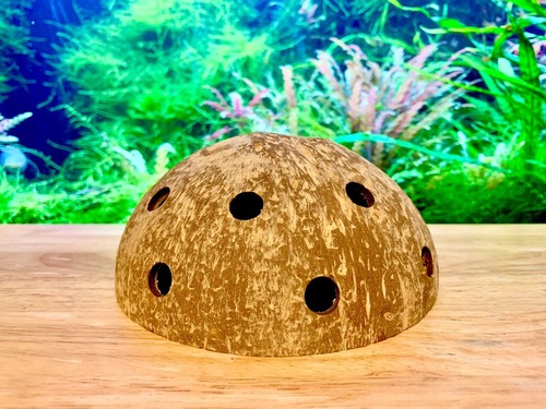 Acquario con guscio cocco - con,