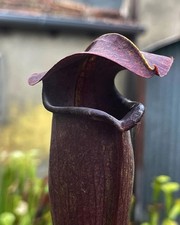 Pianta carnivora Sarracenia