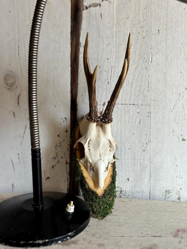 Capriolo europeo placca - europeo,