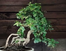 Bonsai di Carmona, Erethia Microphylla Teebaum Teatree Fukientee Indoorbonsai