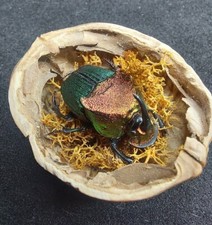 Entomologia tassidermia, mini