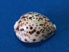 Cypraea tigris pardalis