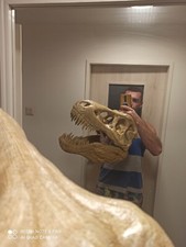 T-Rex teschio replica molto