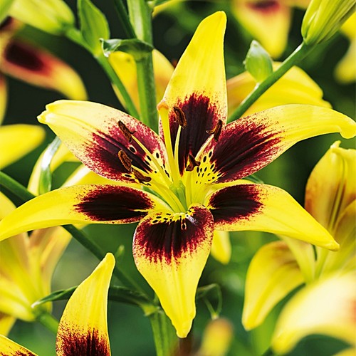 Gigli bulbi fiori - bulbi,