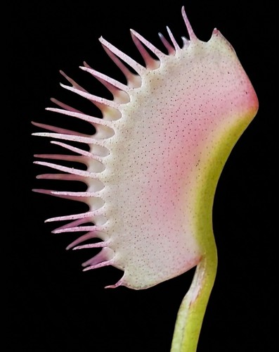 Dionea muscipula ghost - dionea, -ghost