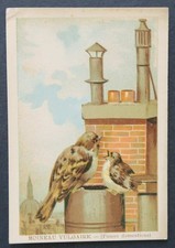 Immagine cromata PASSERO