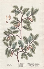 Sober Quercia Da Sughero