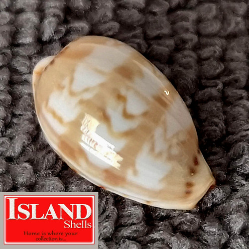 Cypraea ziczac yzac 19 - cypraea,