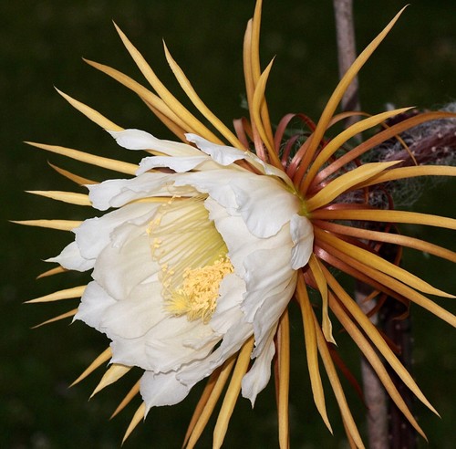Selenicereus grandiflorus