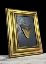 Autentico Fossile dente di squalo di Megalodonte incorniciato Collezione Privata