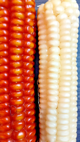 200 semi seeds mais ottofile - 200,