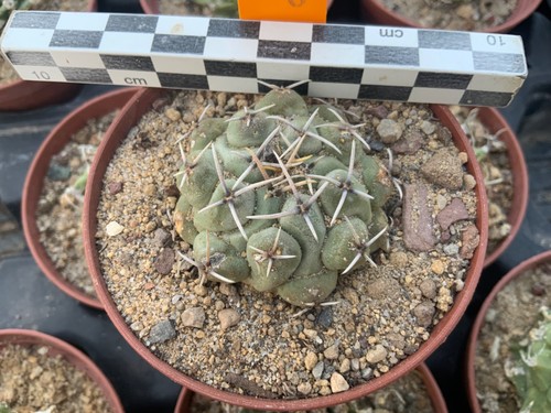 509 thelocactus phymatothelos - 509,