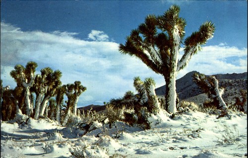 Giosuè alberi nel - , deserto