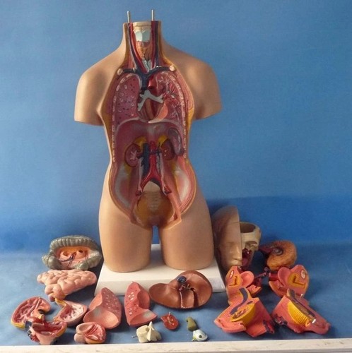 Busto umano 55cm - umano,