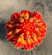Gyncocaleum Mihanovichii