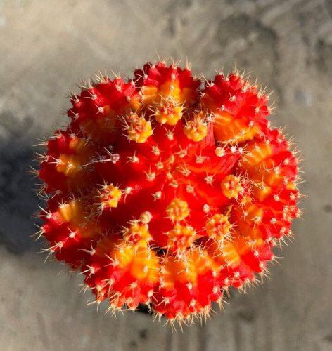 Gyncocaleum mihanovichii - gyncocaleum,
