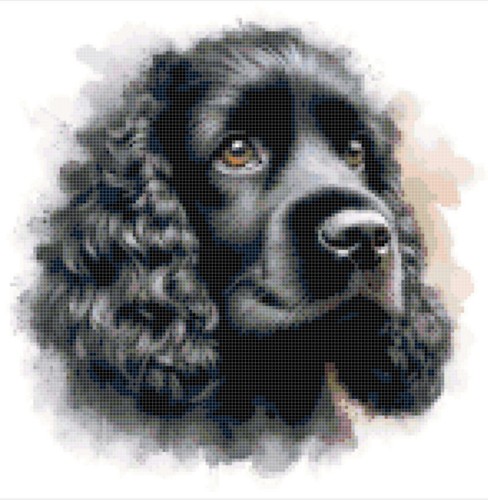 Cocker spaniel nero - cocker,