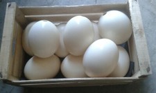 Gusci guscio di uovo di struzzo vuote