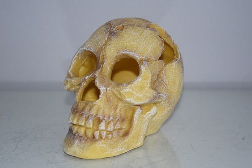 Dettagliato umano teschio - dettagliato, x