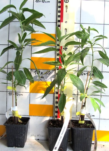 Prunus dulcis mandorla - prunus, a